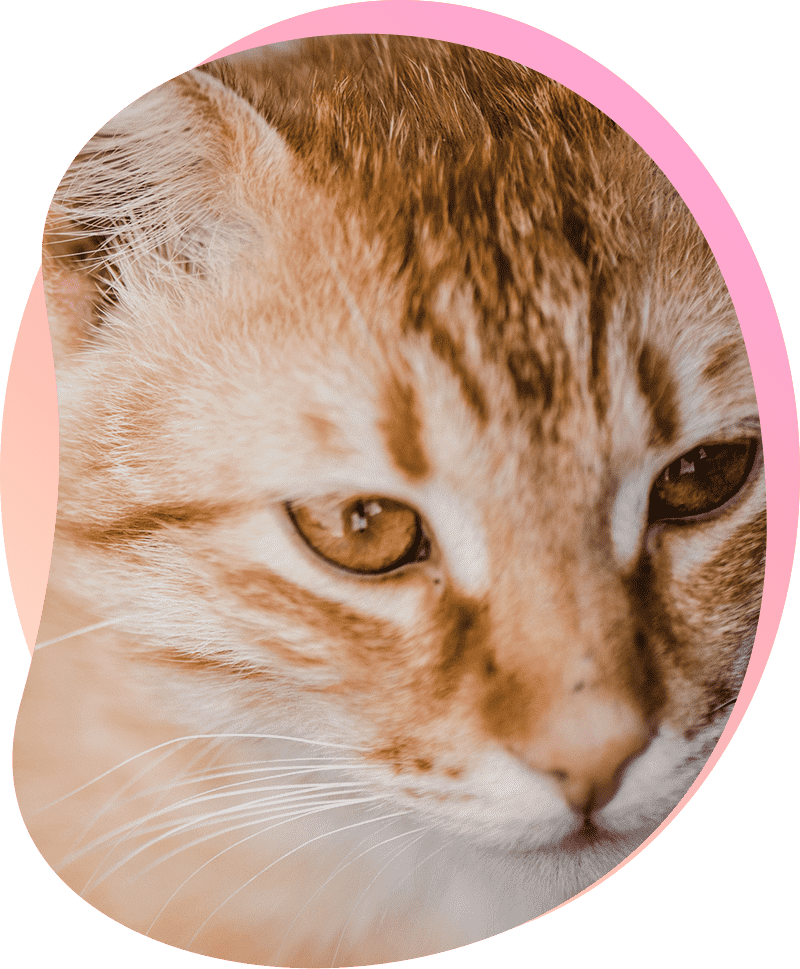 Kat 09 Kat die naar beneden kijkt