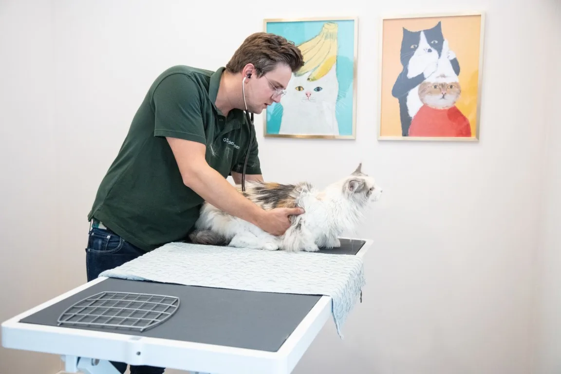 onderzoek van een kat bij 030dierenartsen in Utrecht