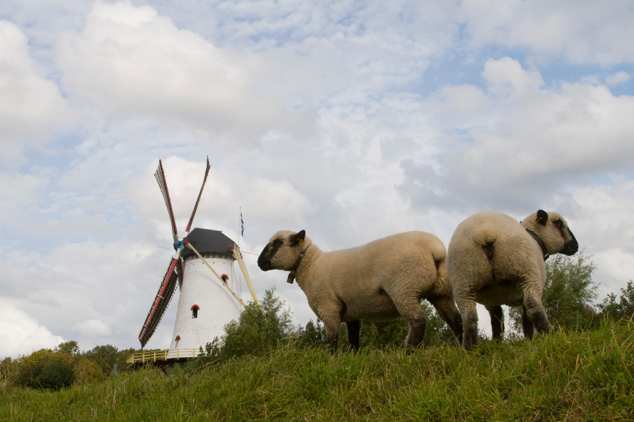 Schapen met molen, blauwtong illustratie