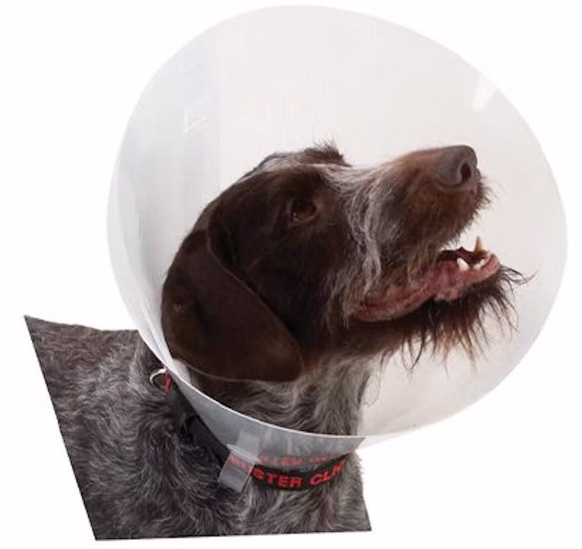 Duitse staande hond met beschermende kraag