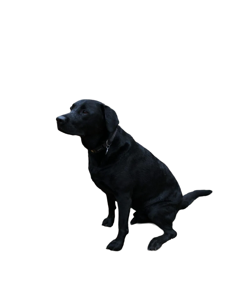 Zwarte hond uit de informatiebrief over een operatie