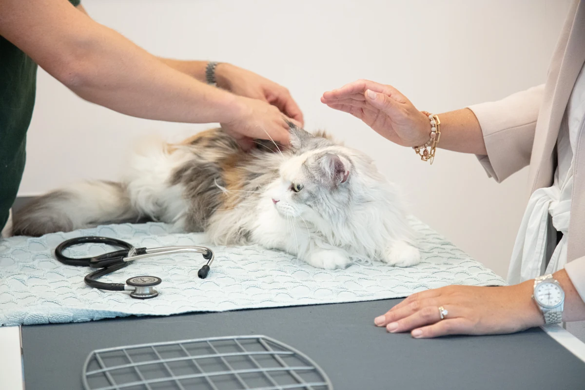 Kat op de behandeltafel bij de dierenarts